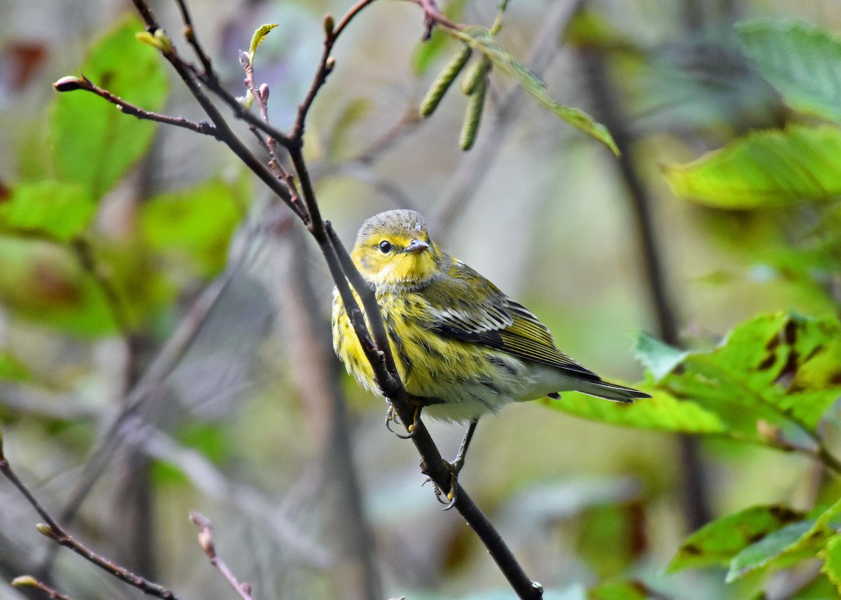Cape May Warbler - Mike Mosser