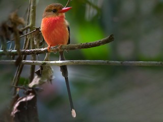  - Brown-headed Paradise-Kingfisher