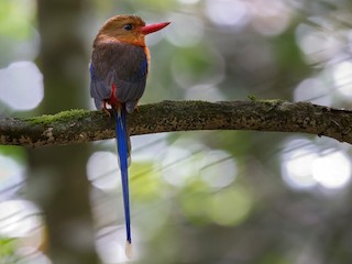  - Brown-headed Paradise-Kingfisher