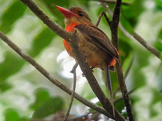  - Brown-headed Paradise-Kingfisher