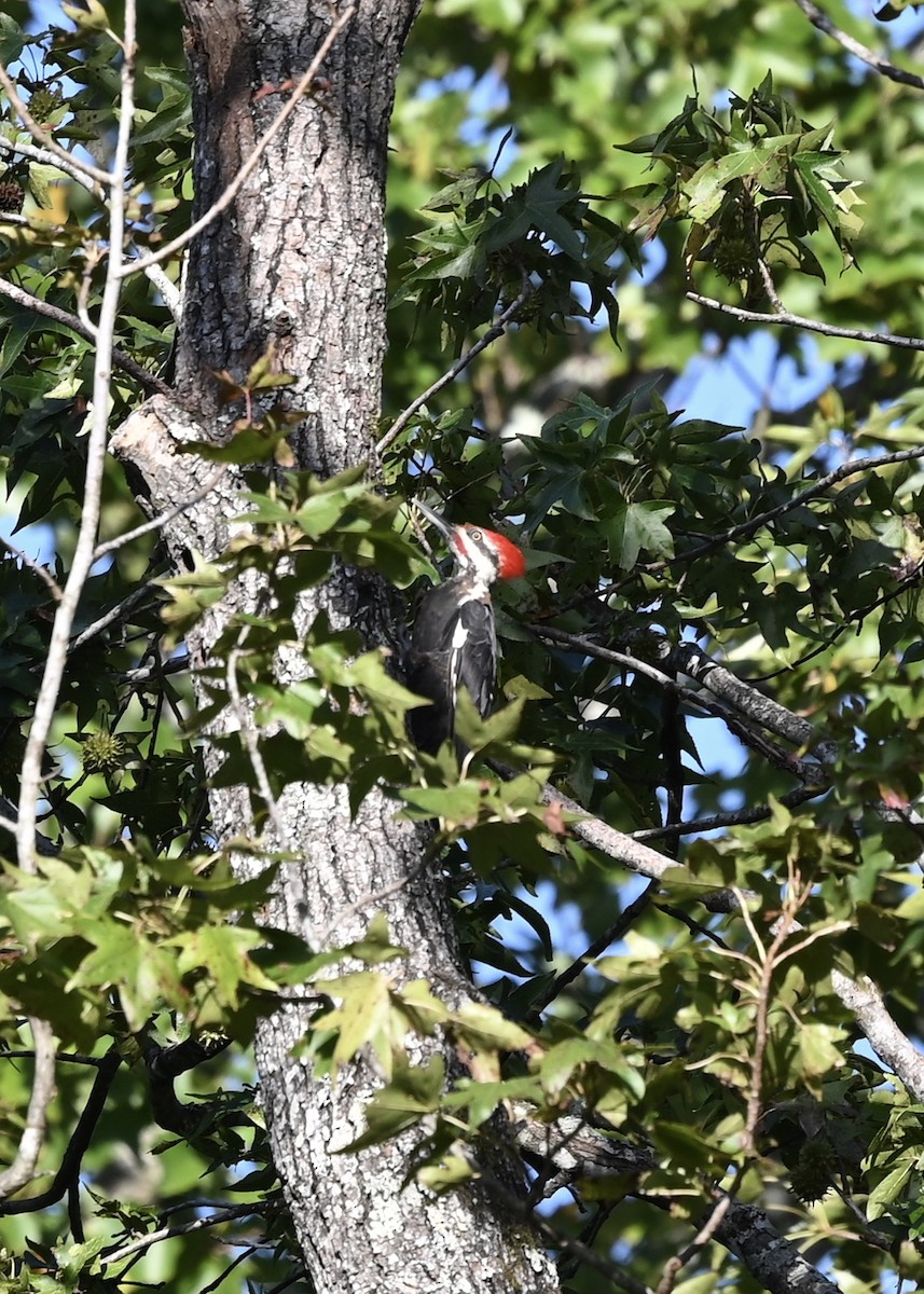 Pileated Woodpecker - Joe Wujcik