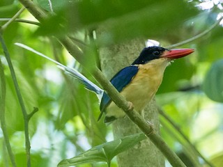  - Black-capped Paradise-Kingfisher