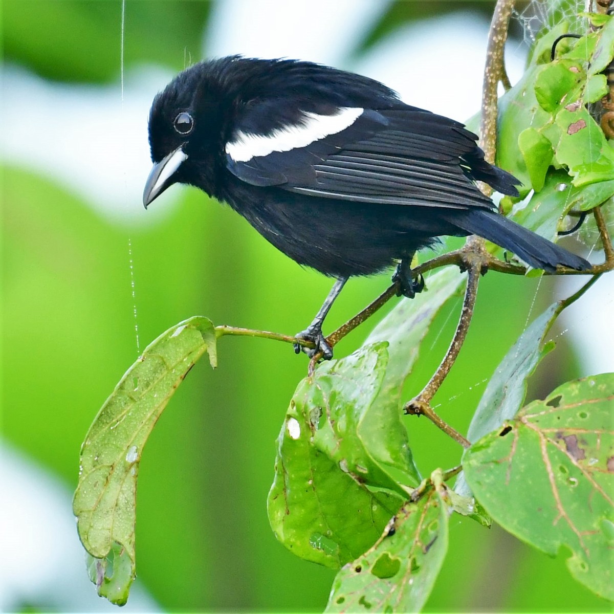 White-shouldered Tanager - Sia McGown