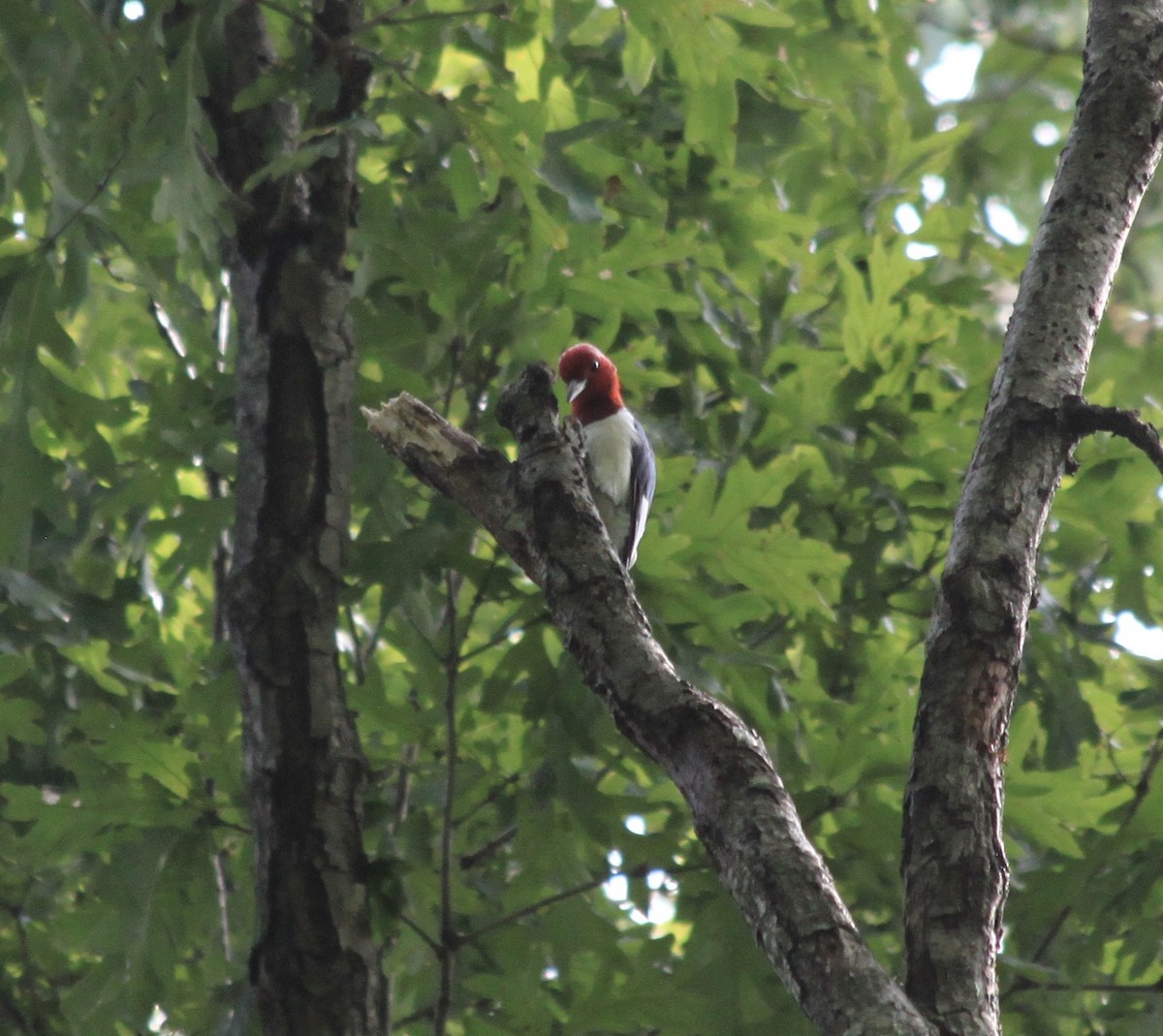 Red-headed Woodpecker - ML263006961