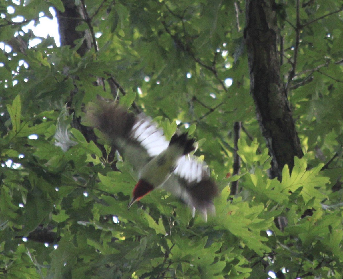 Red-headed Woodpecker - Guy Foulks🍀