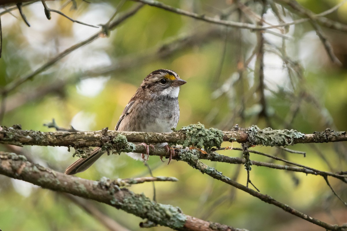 White-throated Sparrow - Deb Ford