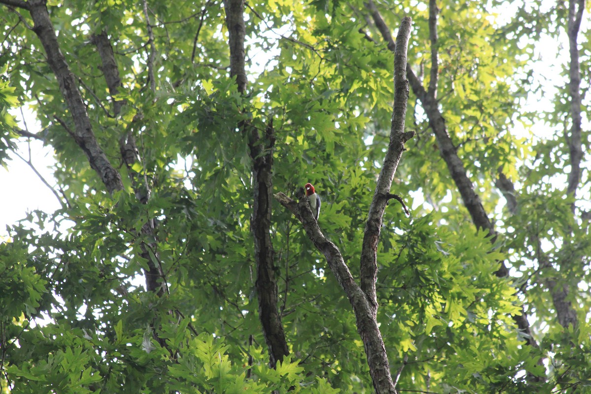Red-headed Woodpecker - ML263009861