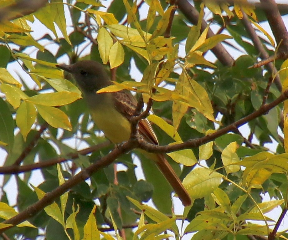 Great Crested Flycatcher - ML263010851