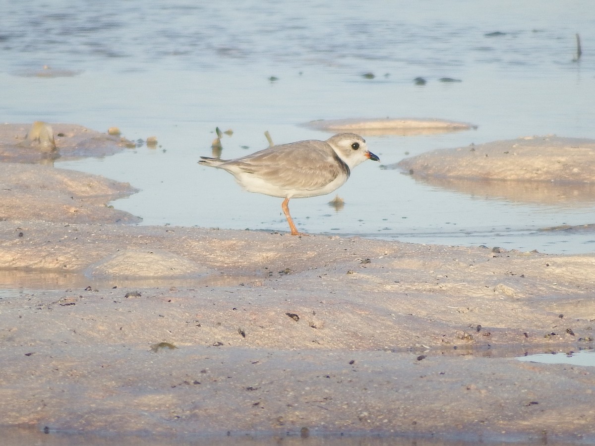 Piping Plover - ML26301151