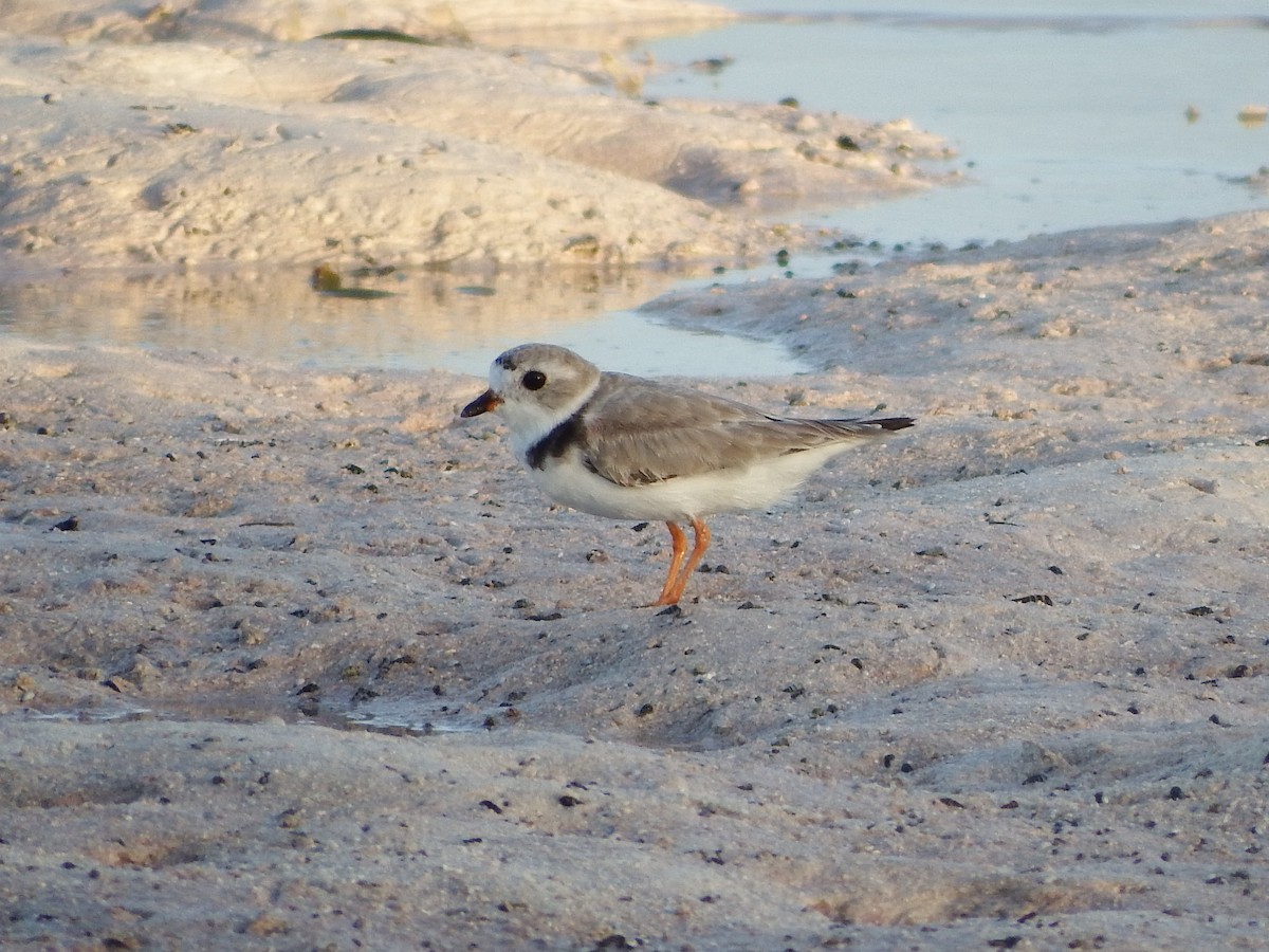 Piping Plover - ML26301191
