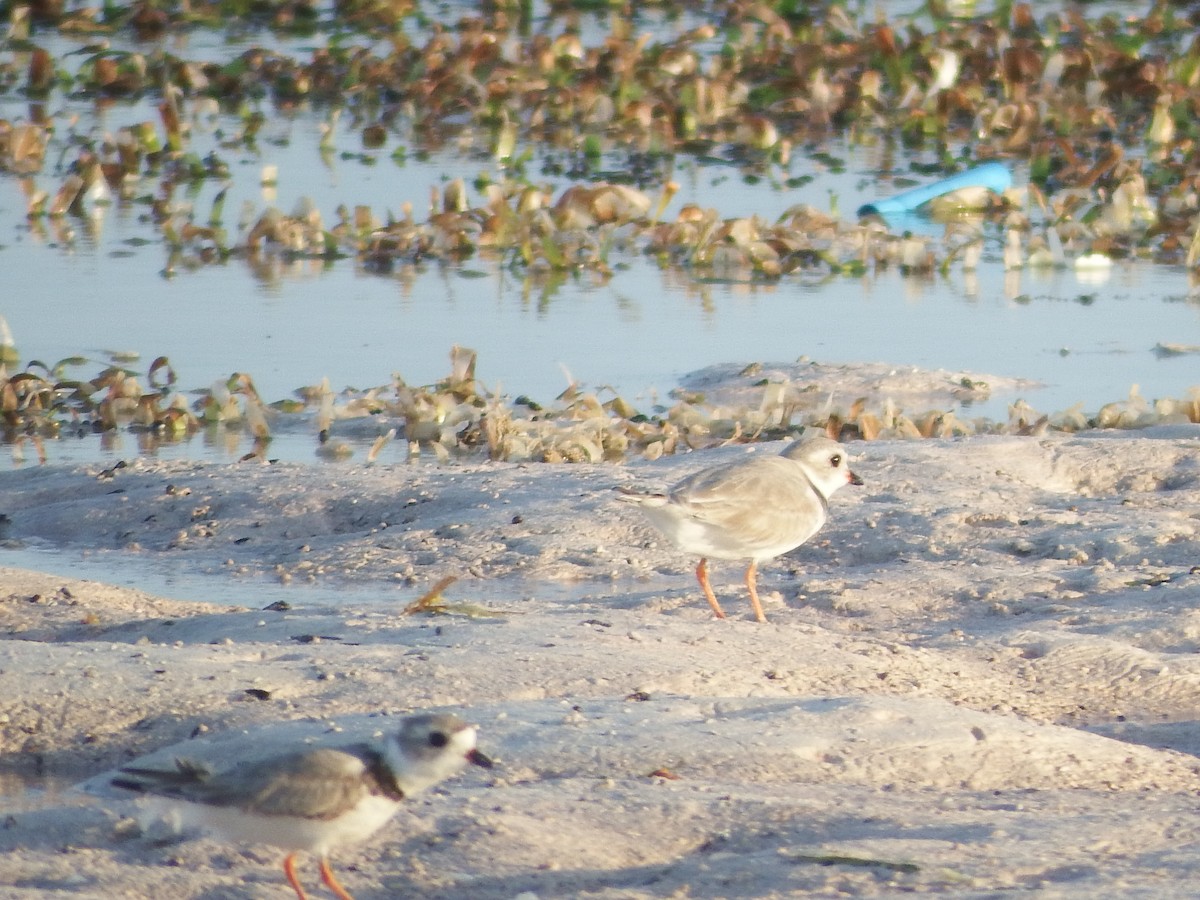 Piping Plover - ML26301221