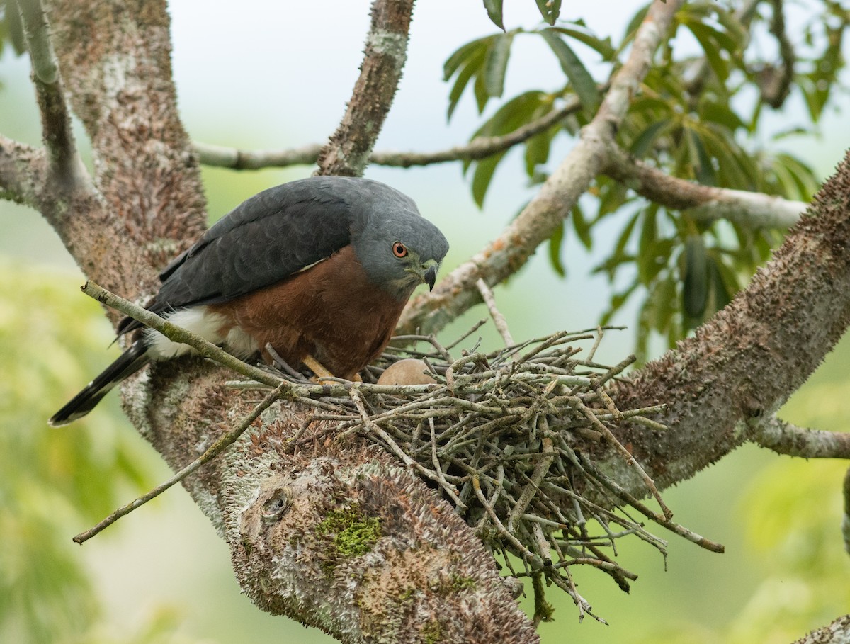 Double-toothed Kite - ML263012481
