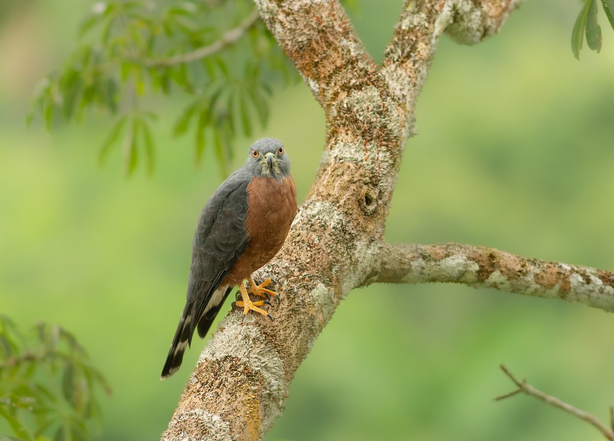 Double-toothed Kite - Alex Luna