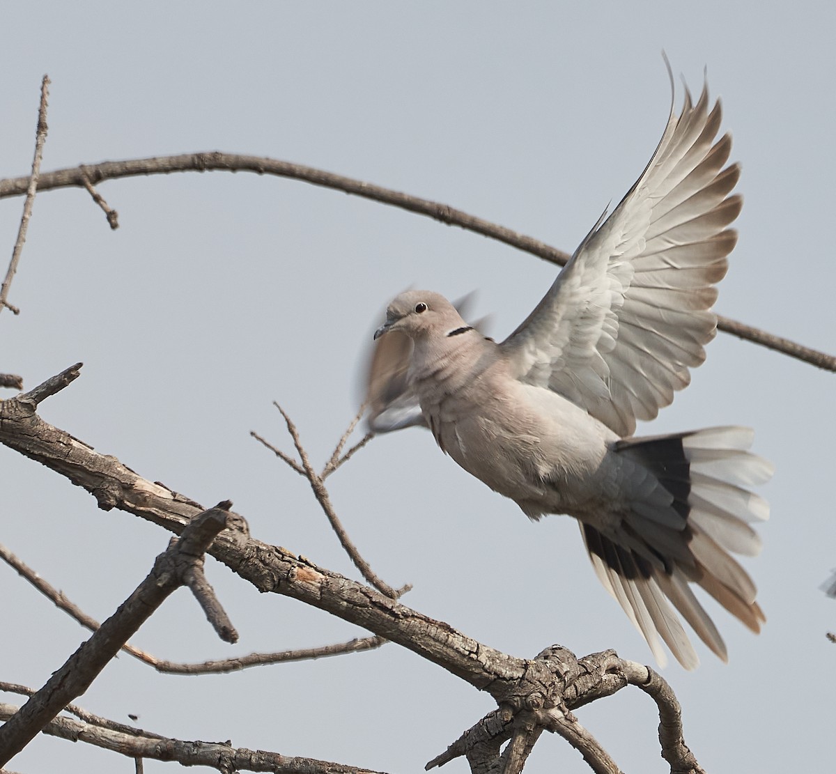 Eurasian Collared-Dove - ML263014411