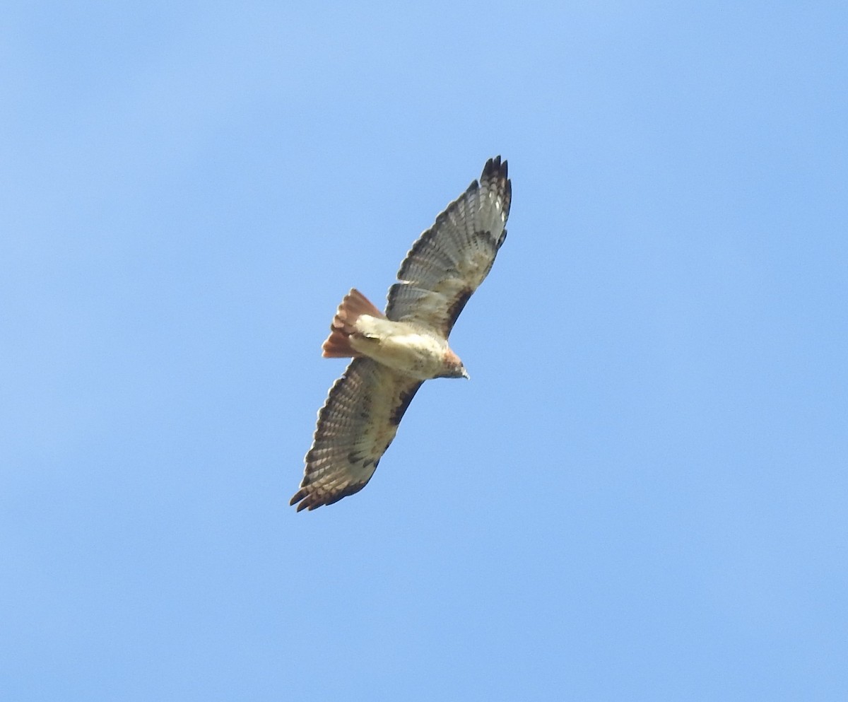 Red-tailed Hawk - ML263018001