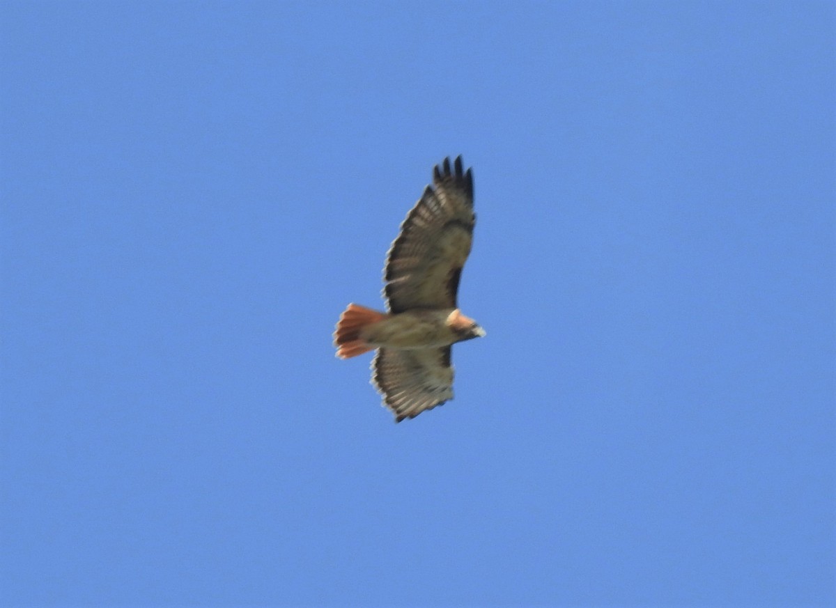 Red-tailed Hawk - ML263018621
