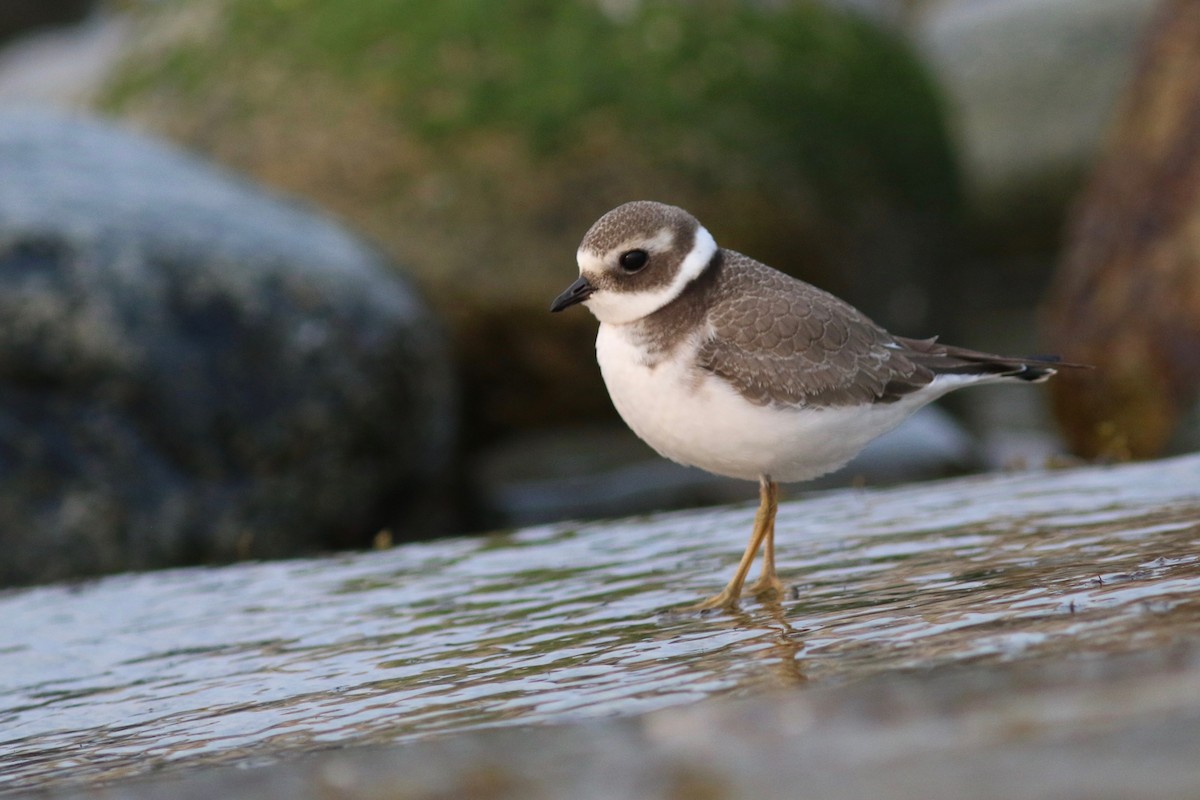 Common Ringed Plover - ML263020851