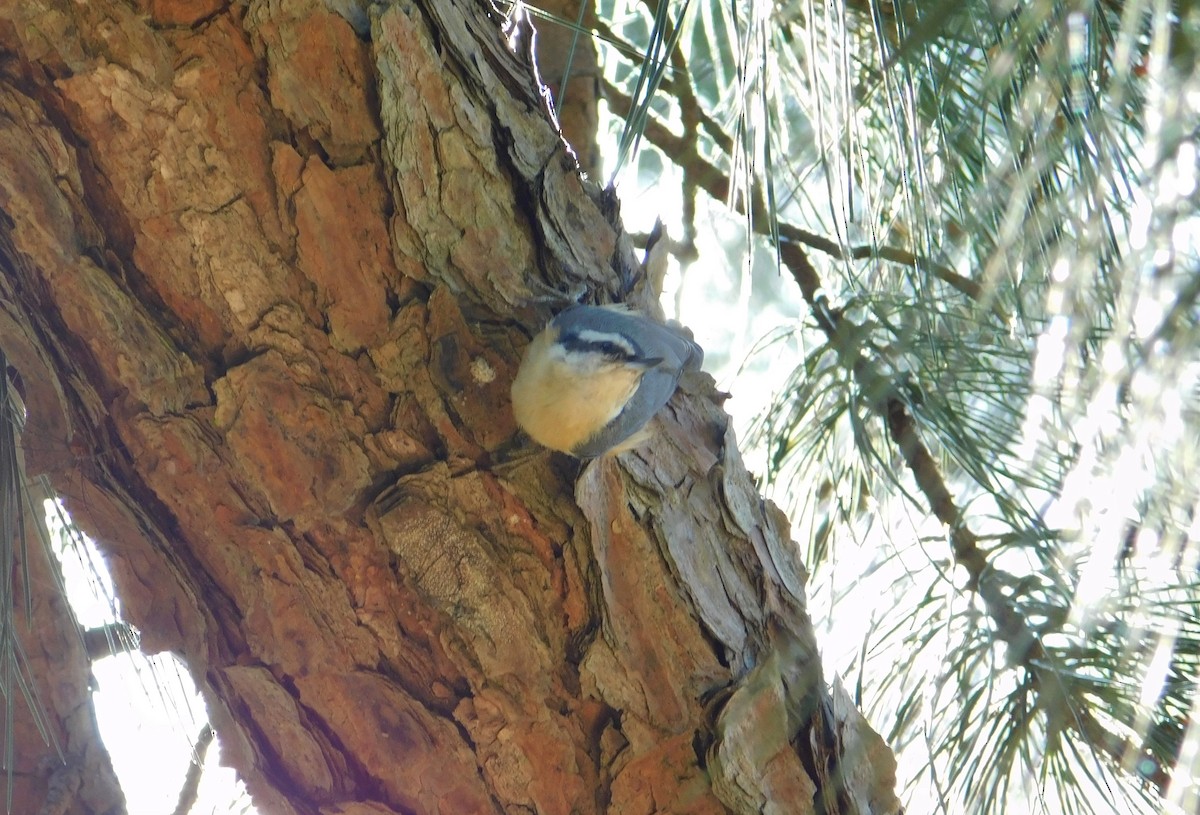 Red-breasted Nuthatch - ML263022531