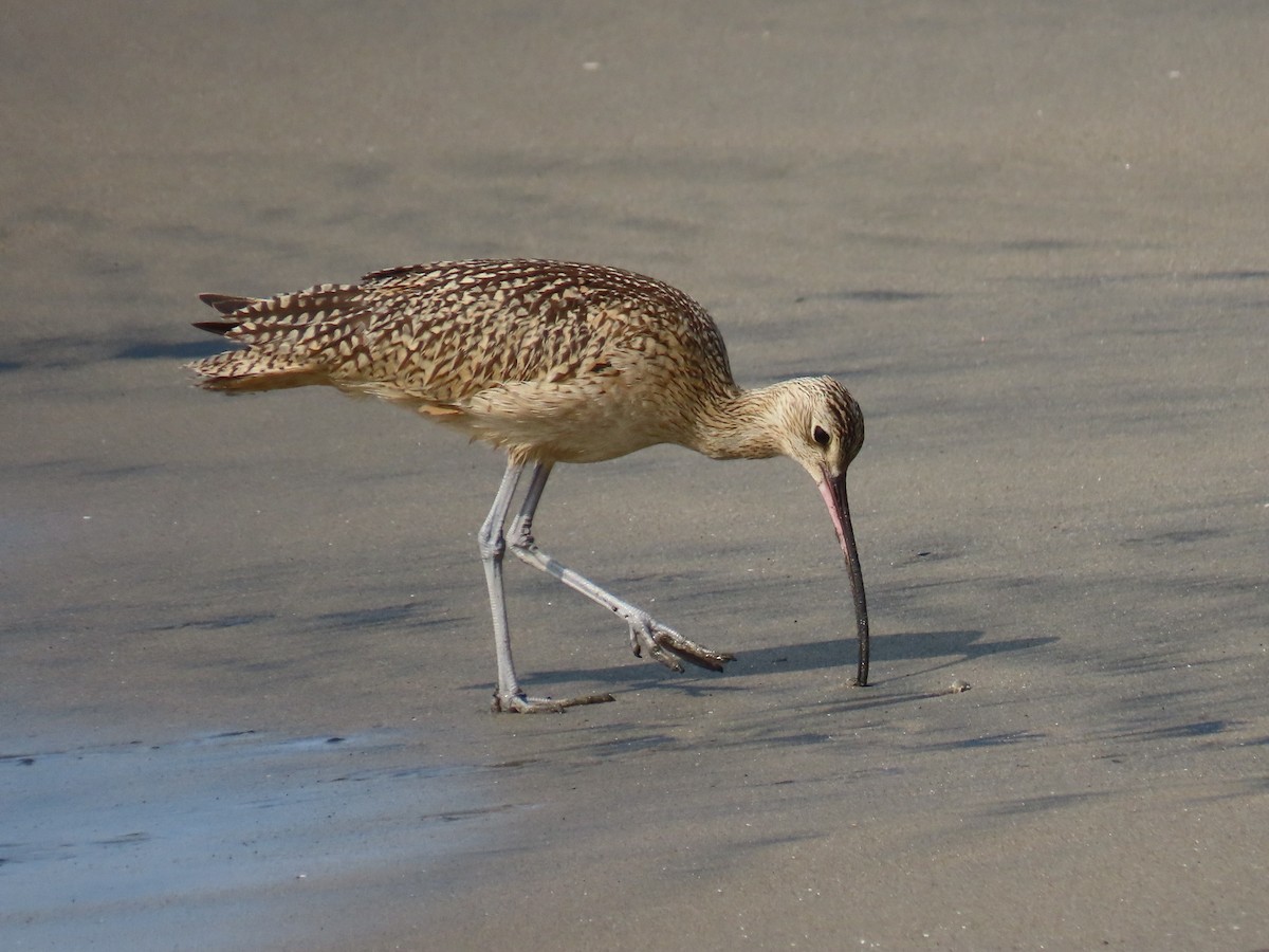 Long-billed Curlew - ML263022591
