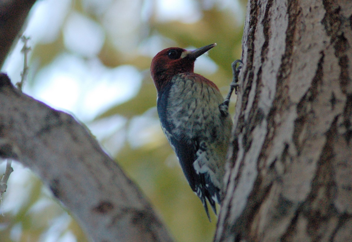 Red-breasted Sapsucker - ML263022871