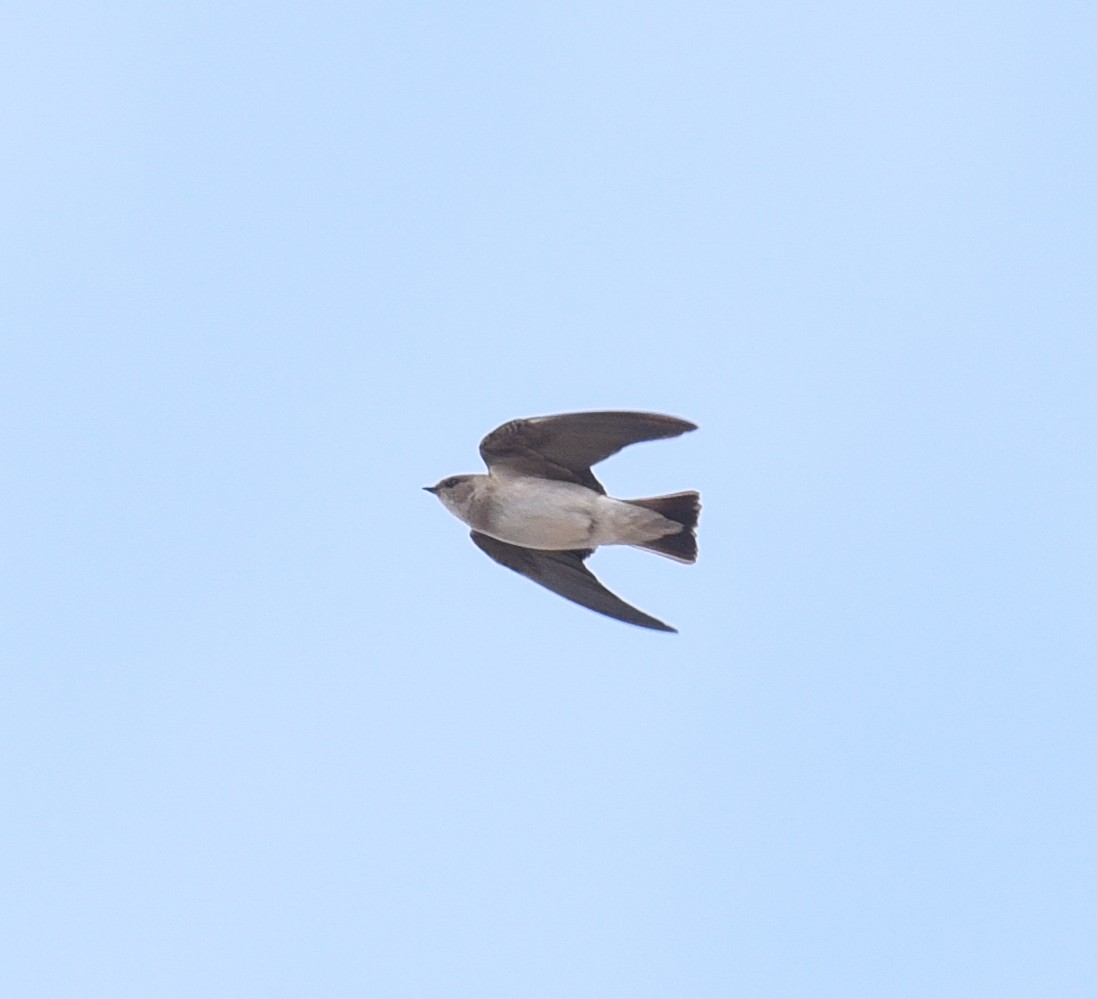 Northern Rough-winged Swallow - Maurice DeMille