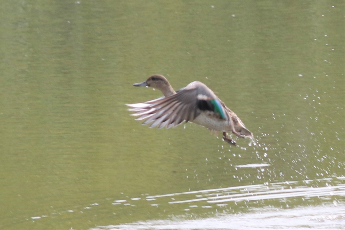 Green-winged Teal - ML263027451