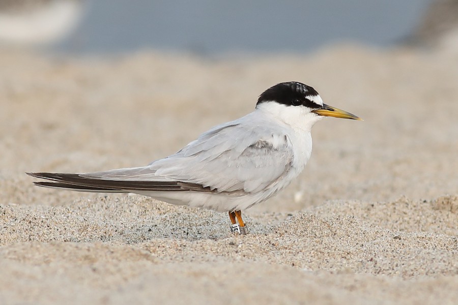 Least Tern