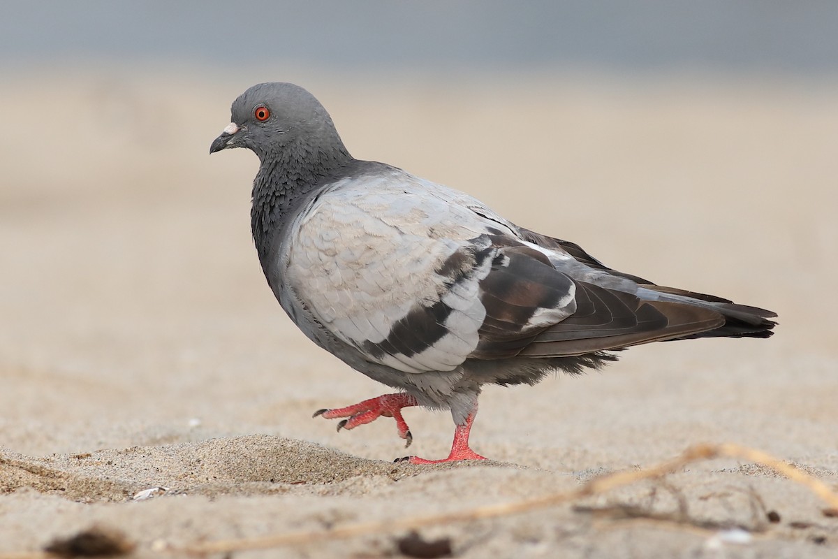 Rock Pigeon (Feral Pigeon) - Graham Montgomery