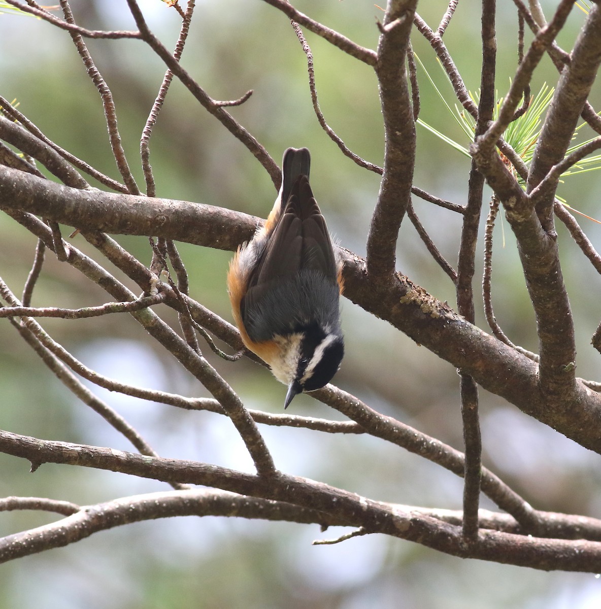 Red-breasted Nuthatch - ML263035181