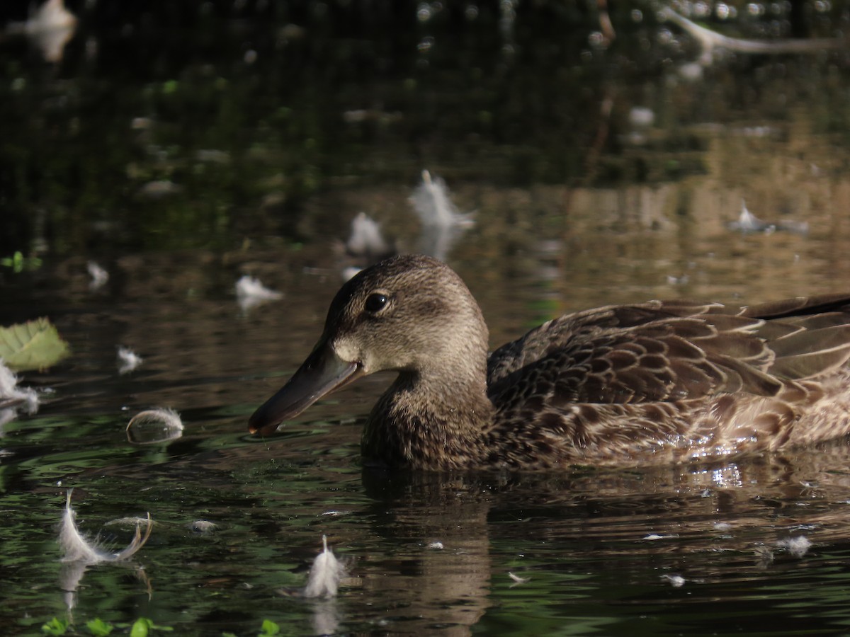 Blue-winged Teal - ML263035381