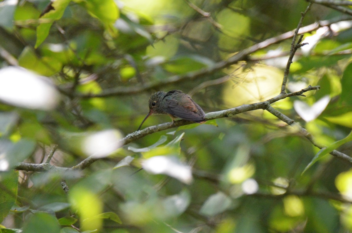 Buff-bellied Hummingbird - ML263038081