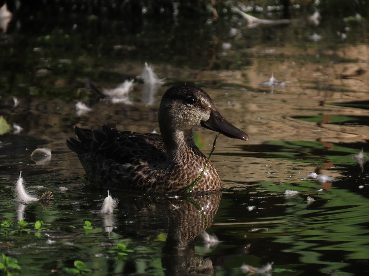 Blue-winged Teal - ML263038481