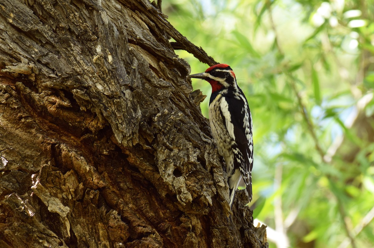 Red-naped Sapsucker - Ryan O'Donnell