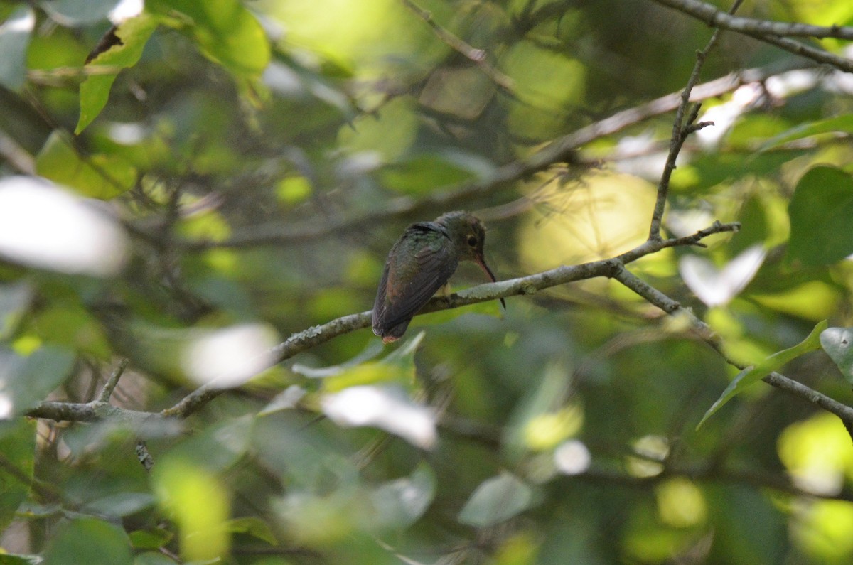 Buff-bellied Hummingbird - ML263038841