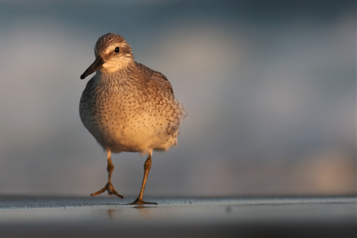 Red Knot - ML263040081