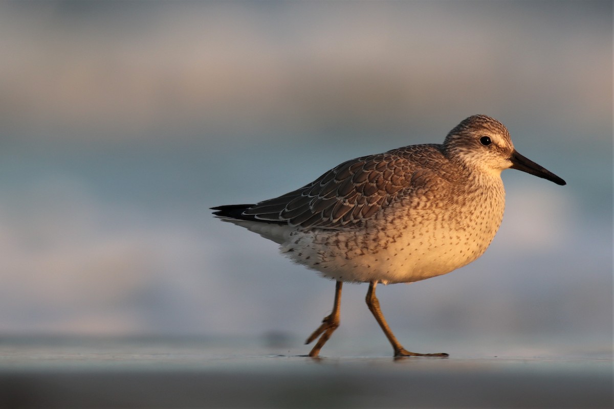 Red Knot - ML263040311