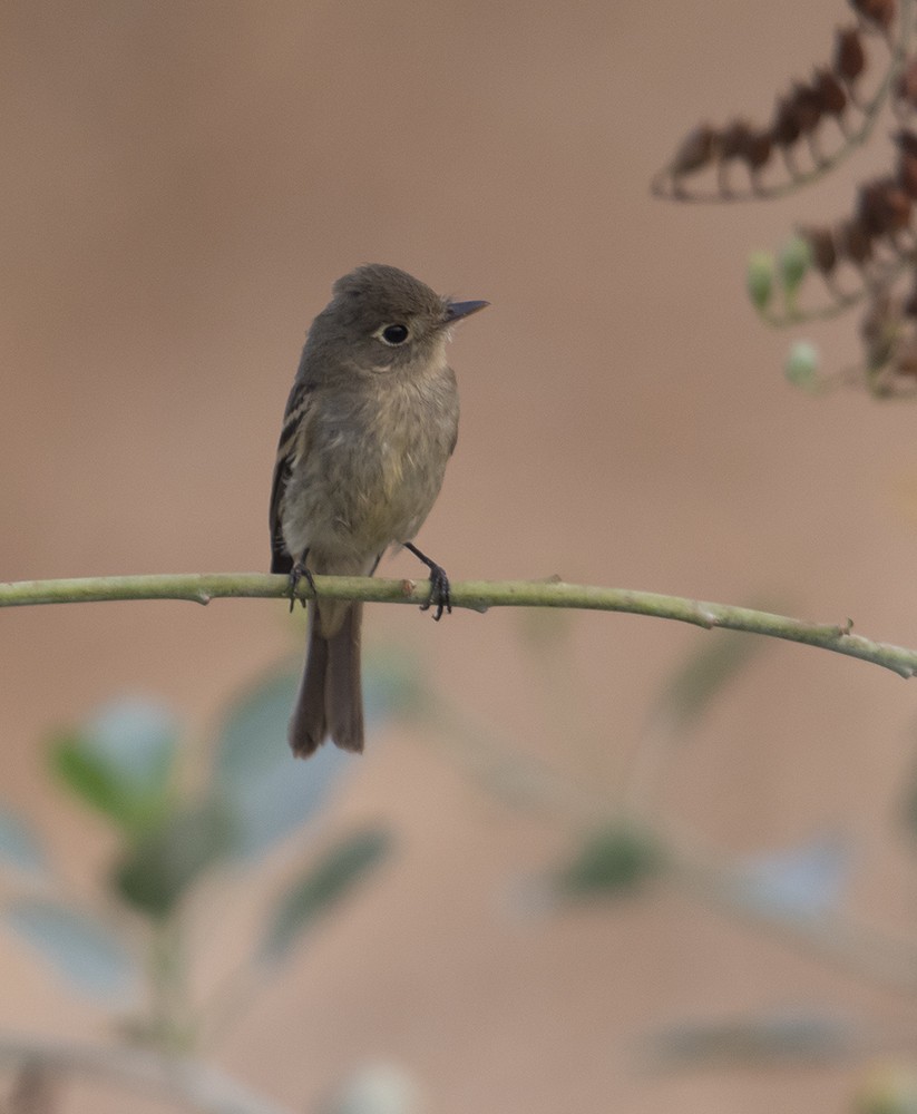 Western Flycatcher (Pacific-slope) - Gary Woods