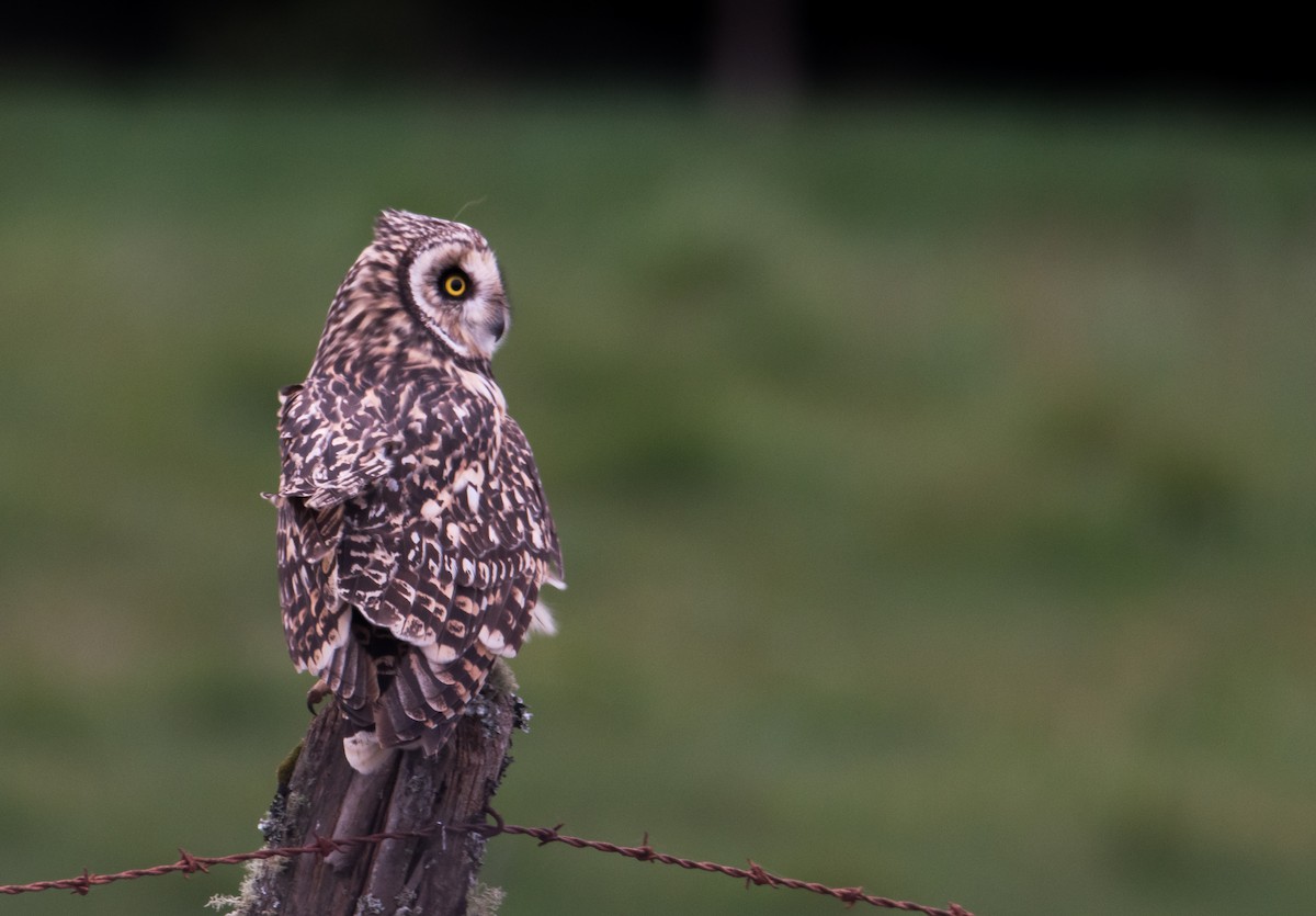 Short-eared Owl - ML263050621