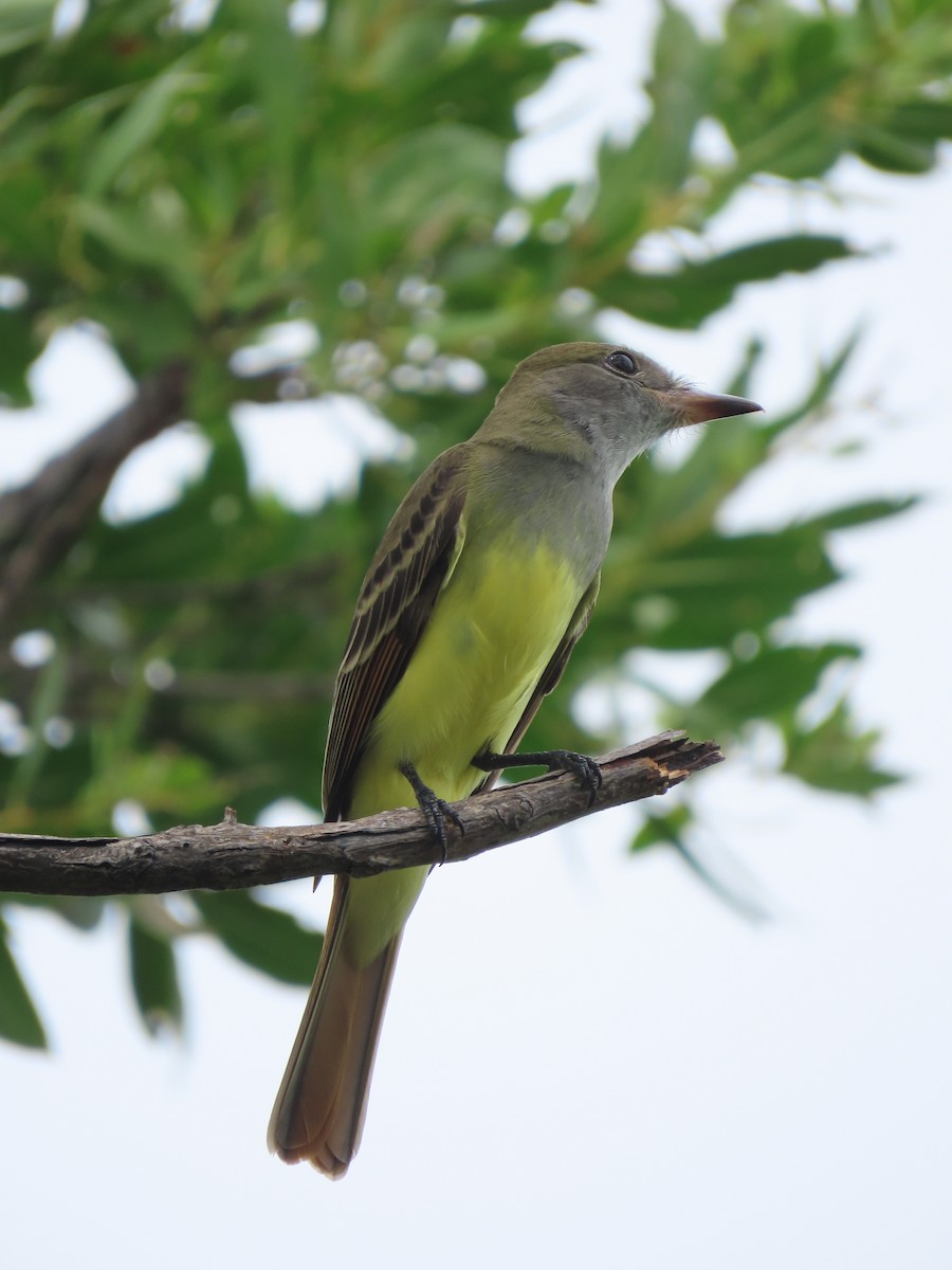 Great Crested Flycatcher - Kevin Christman
