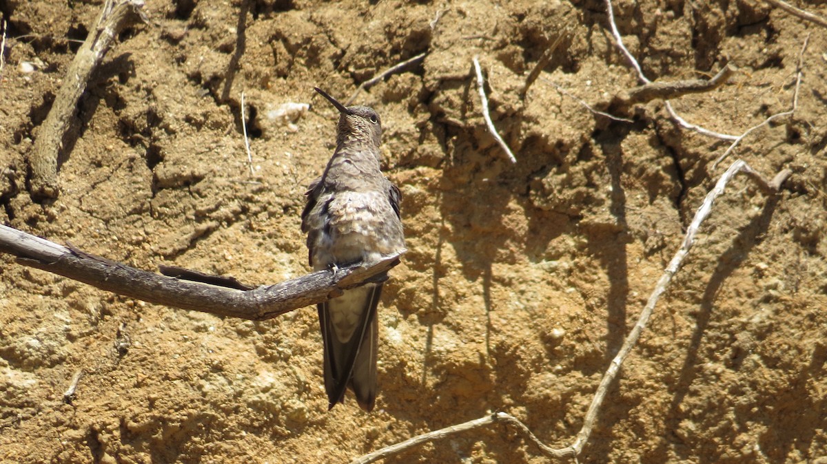 Giant Hummingbird - Deva Migrador