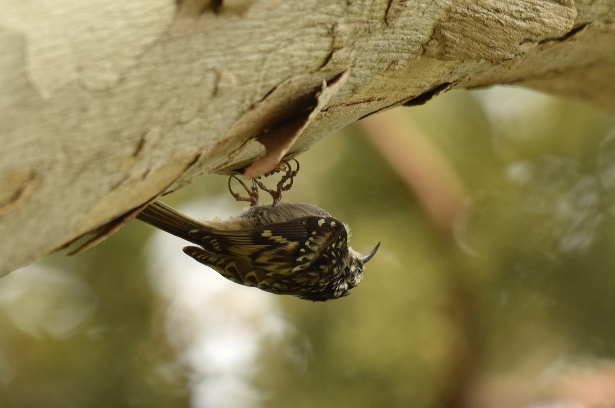 Brown Creeper - Ryan O'Donnell