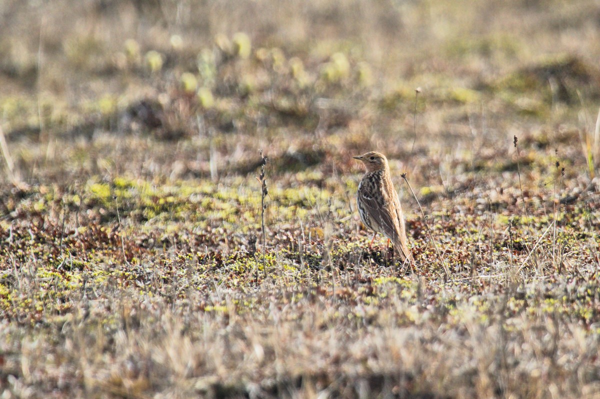 Red-throated Pipit - ML263055291