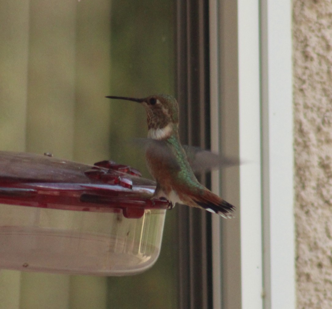 Rufous Hummingbird - ML263060751