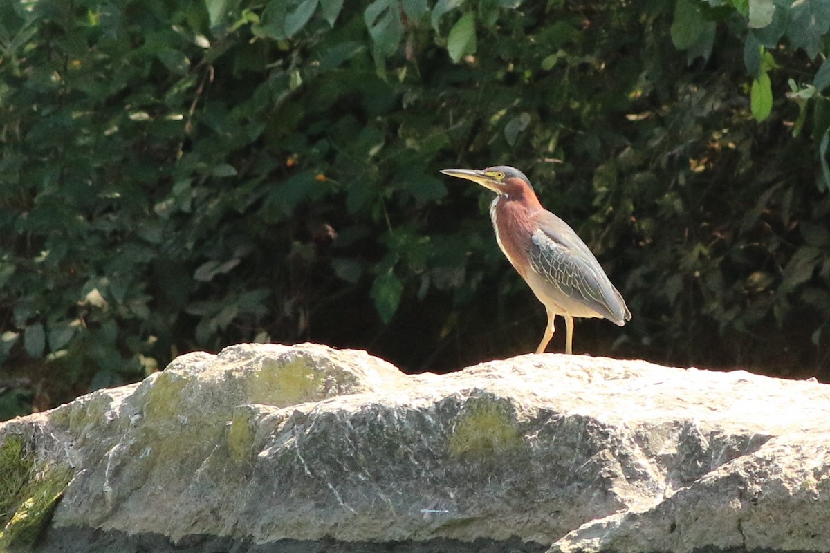 ebird-checklist-8-sep-2020-virginia-tech-vet-school-pond-10-species