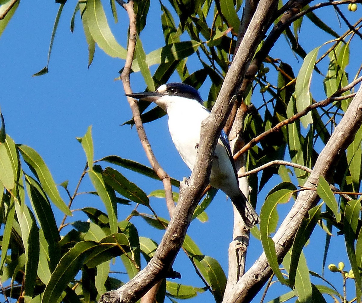Forest Kingfisher - Sandra Gallienne