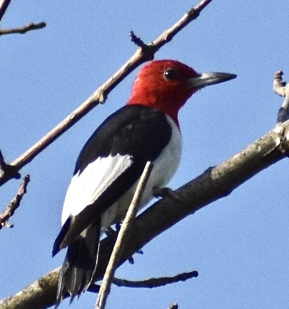Red-headed Woodpecker - Jason C. Martin
