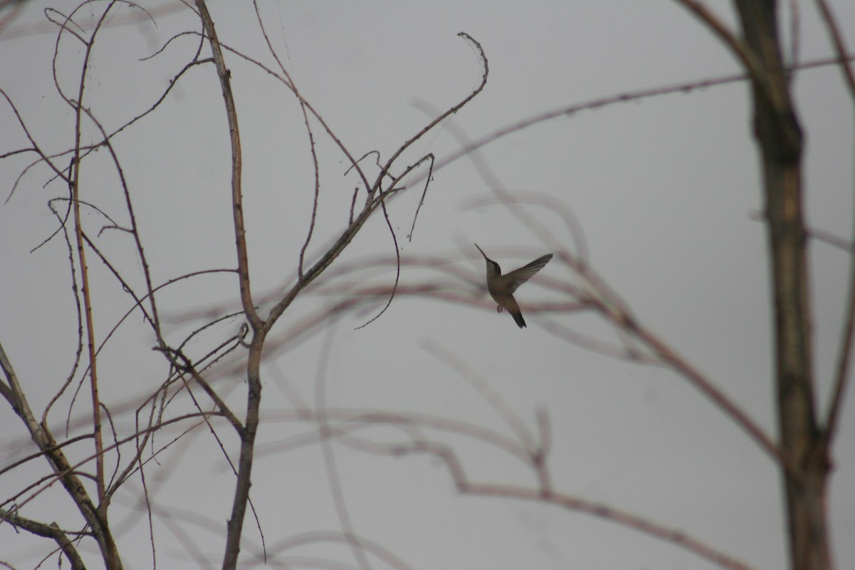 Black-chinned Hummingbird - ML263073181