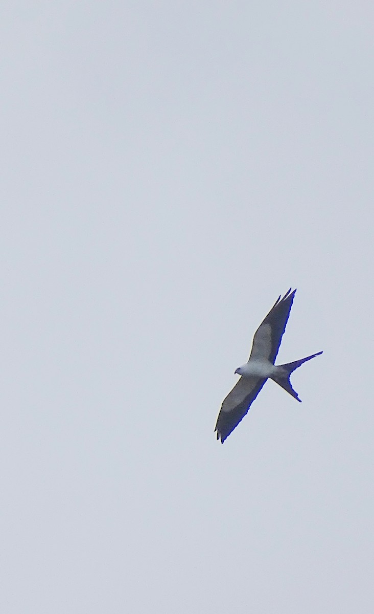 Swallow-tailed Kite - Alfonso Auerbach