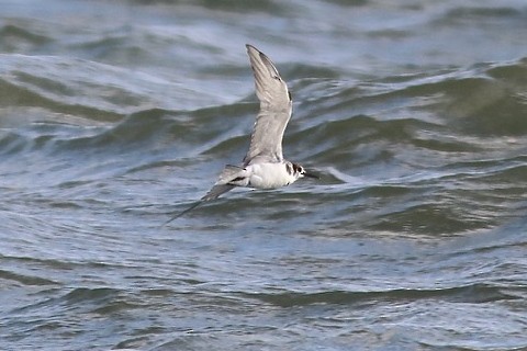 Black Tern (American) - ML26308481