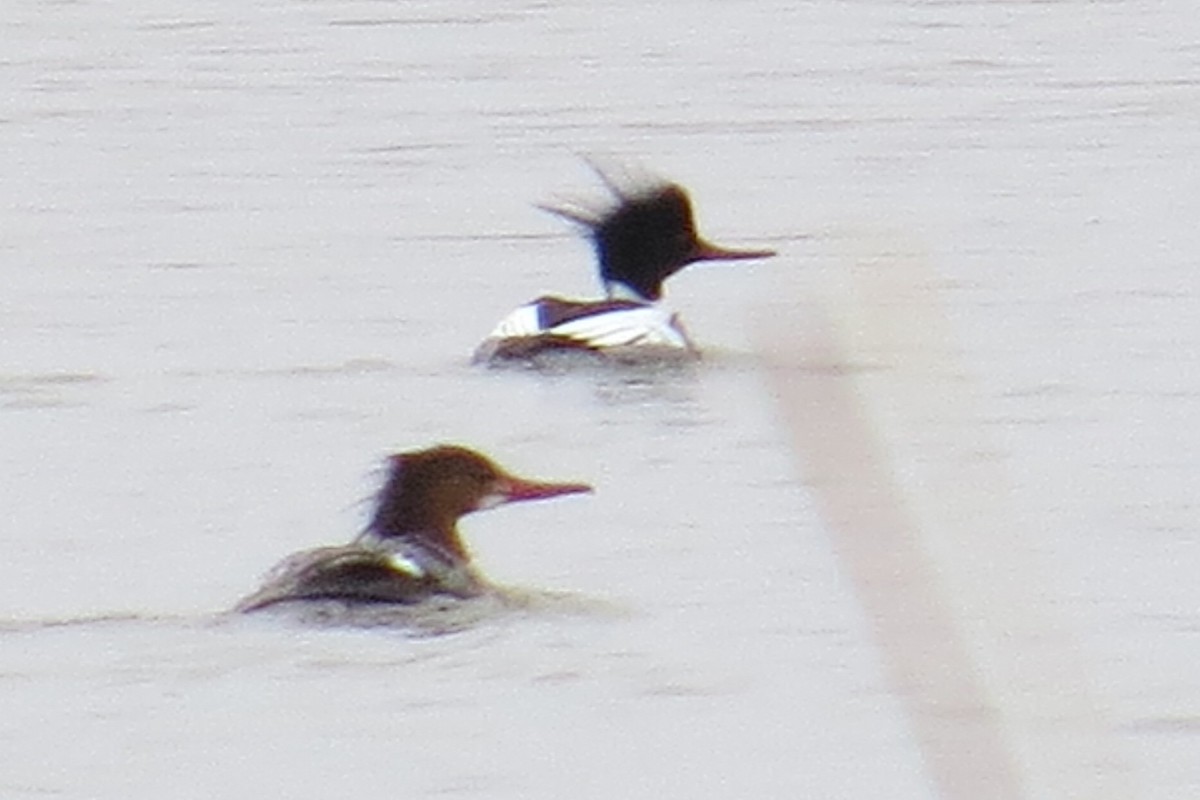 Red-breasted Merganser - Mike Hearell